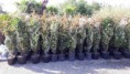 /products/photinia-pot-de-3l-hauteur-20-30-cm/